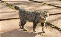 日本短尾猫的缺点是什么