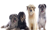 比利牛斯牧羊犬哪种颜色好
