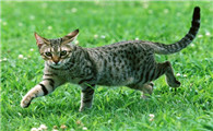 美国硬毛猫应该如何饲养