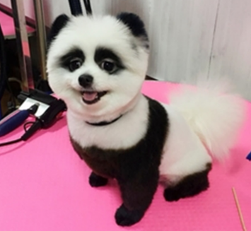 以爱狗之名,行害狗之实,狗狗的畸形之美何时了? 以爱狗之名,行害狗之实,狗狗的畸形之美何时了?