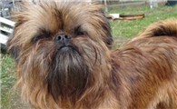 布鲁塞尔格里芬犬是干什么的