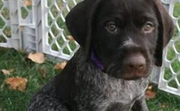 德国刚毛指示犬吐了需要怎么办