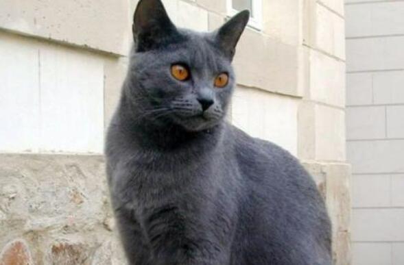 夏特尔猫长什么样子 夏特尔猫长什么样子