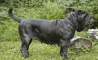 纽波利顿獒犬起源和介绍