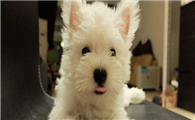 西高地犬怎么训练才听话
