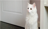 山东狮子猫生病怎么护理