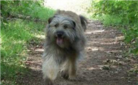 比利牛斯牧羊犬训练技巧