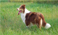 新斯科舍猎鸭犬有几种颜色