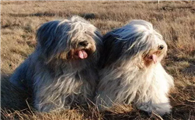 波兰低地牧羊犬吐了需要怎么办