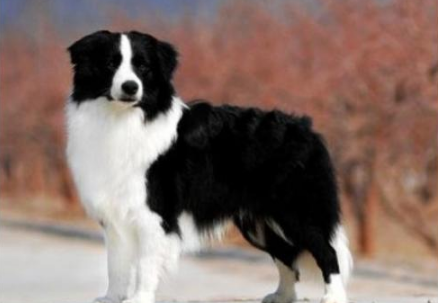 菲利犬的性格外貌特征