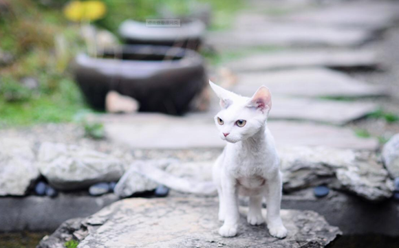 德文卷毛猫寿命多久 德文卷毛猫寿命多久
