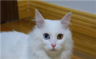 山东狮子猫会发腮吗