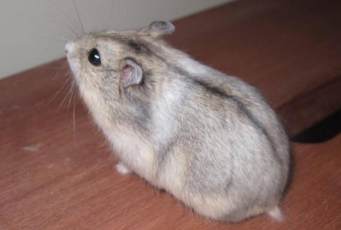 雪球仓鼠温顺吗