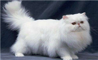 波斯猫为什么要绝育