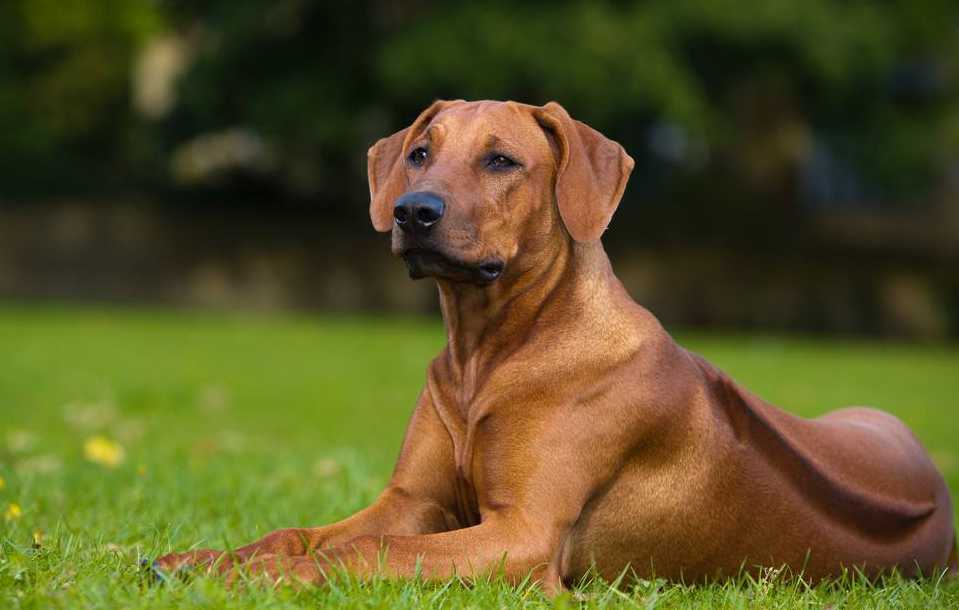 罗德西亚脊背犬的寿命一般是多久