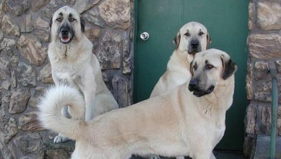 安纳托利亚牧羊犬攻击性很强吗 安纳托利亚牧羊犬攻击性很强吗