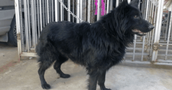 比利时牧羊犬有几种颜色 比利时牧羊犬有几种颜色