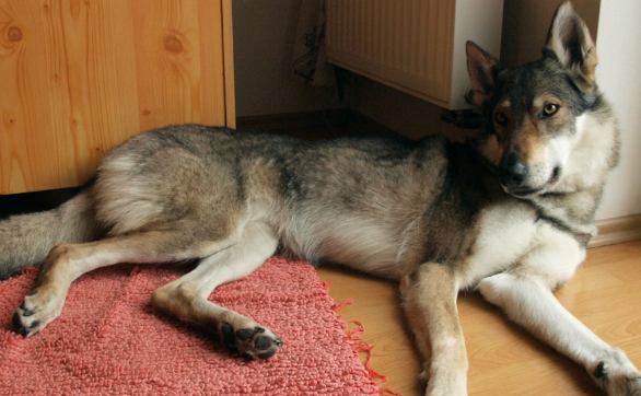 捷克狼犬训练有技巧吗 捷克狼犬训练有技巧吗