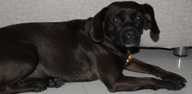 帕特大勒梗的外貌特征性格