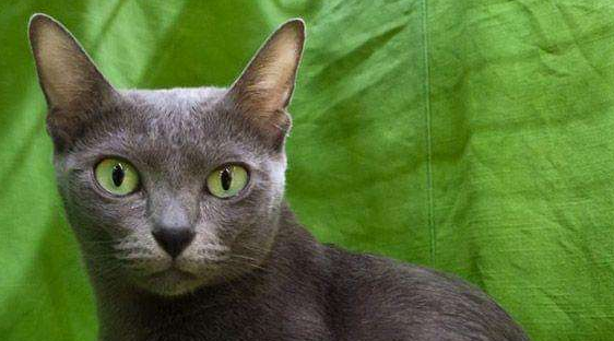 科拉特猫多少钱一只