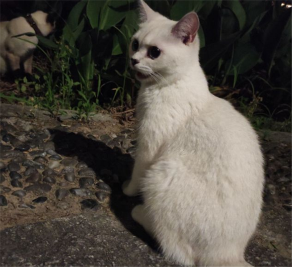 重点色短毛猫会发腮吗