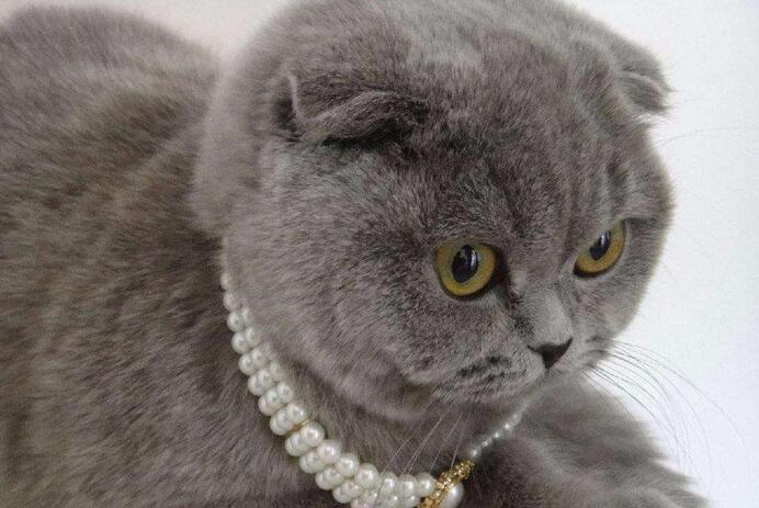 折耳猫好养吗 折耳猫好养吗