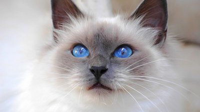 伯曼猫的性格特征 伯曼猫的性格特征