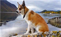 挪威伦德猎犬起源和介绍