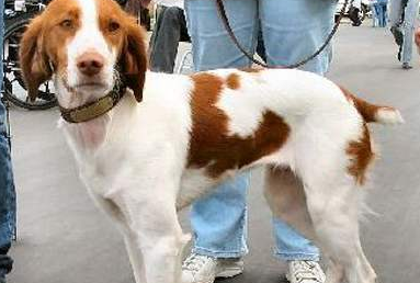 布列塔尼犬吐了需要怎么办