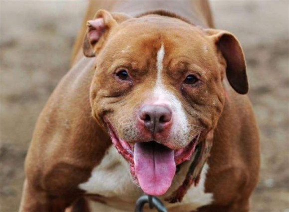 美国比特犬一般能活多久