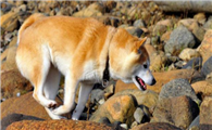 购买挪威布哈德犬的注意事项