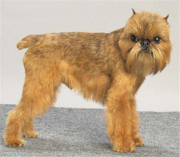 布鲁塞尔格里芬犬的外貌特征性格