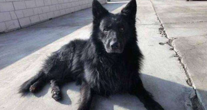 比利时特伏丹犬1天要吃几顿