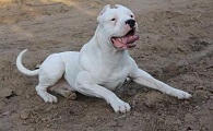 阿根廷杜高犬的体重是多少
