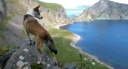 挪威伦德猎犬一般多少钱