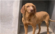 寻血猎犬如何训练