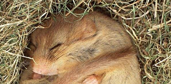 四川毛尾睡鼠吃什么