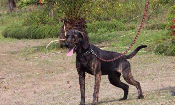 普罗特猎犬哪种颜色好 普罗特猎犬哪种颜色好