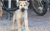 奇努克犬一般能活多久