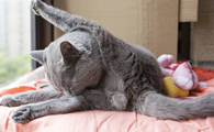 英国短毛猫生病怎么护理