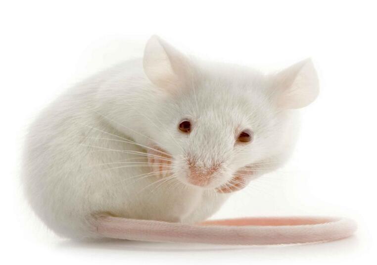 白老鼠的寿命有多长