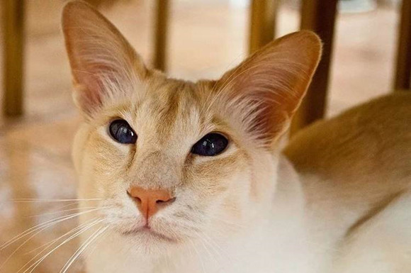 巴厘猫会发腮吗