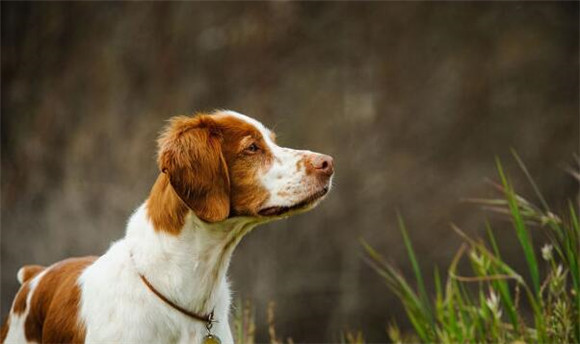 布列塔尼犬是干什么的