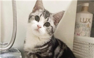 美国短毛猫不能吃什么