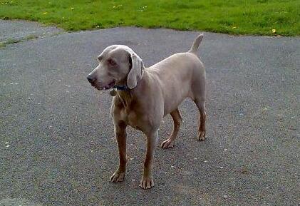 意大利灰狗起源和介绍