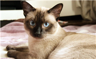重点色短毛猫怎么看品相