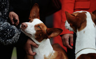伊比赞猎犬拉稀应该怎么做