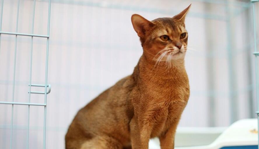 阿比西尼亚猫生病怎么护理