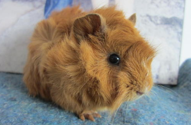 黄金缎毛天竺鼠吃什么