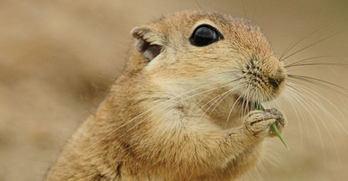 红尾沙鼠一般多少钱